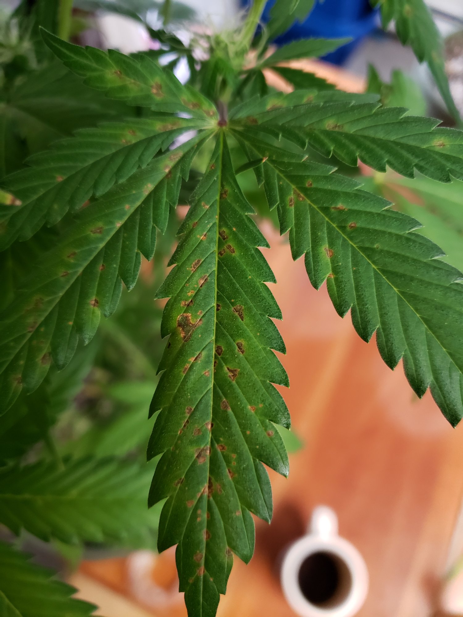 Calcium deficiency leaf septoria help flowering stage 5