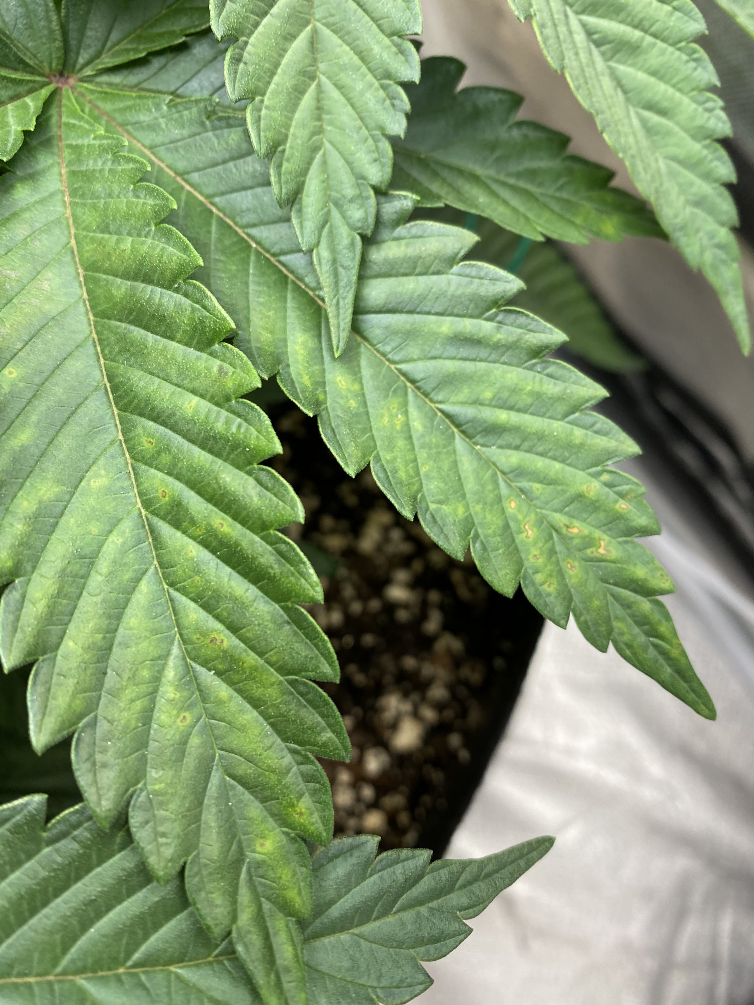 Calcium deficiency nothing to worry about 3