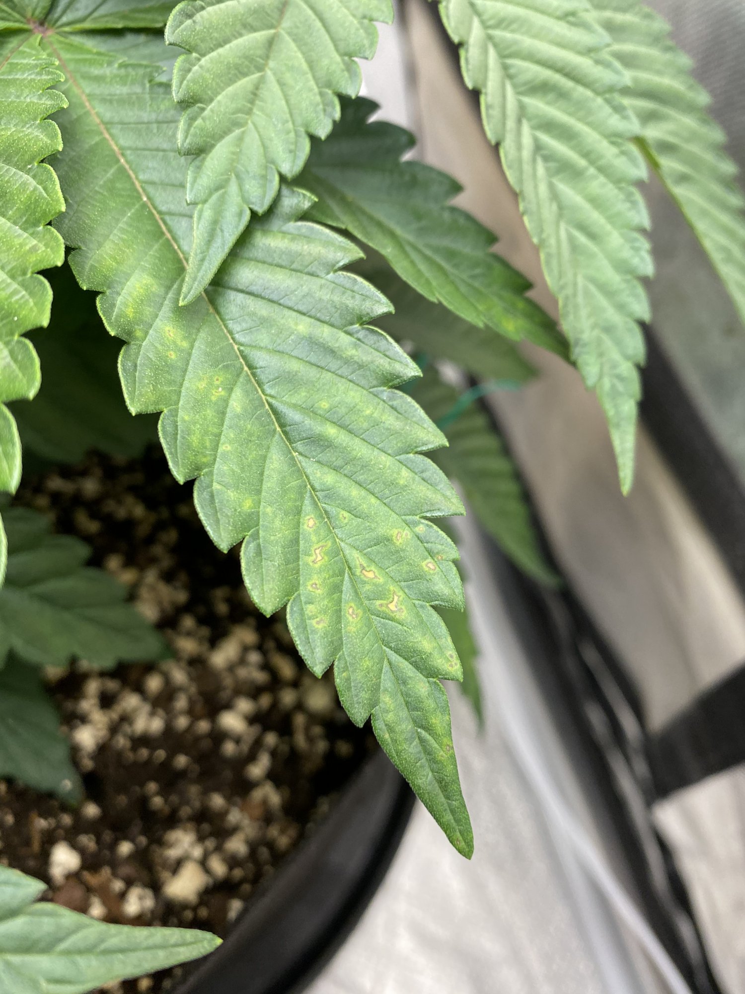 Calcium deficiency nothing to worry about 4