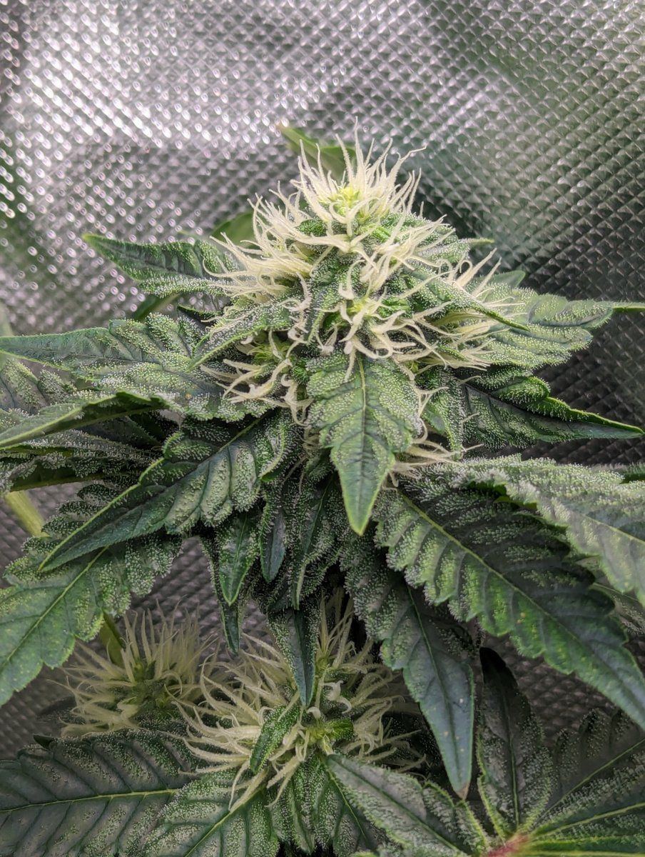 Calcium or mystery issue in need of help 3