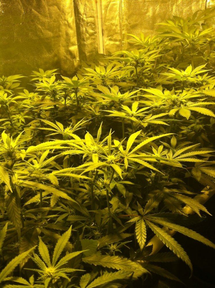 Cali 4