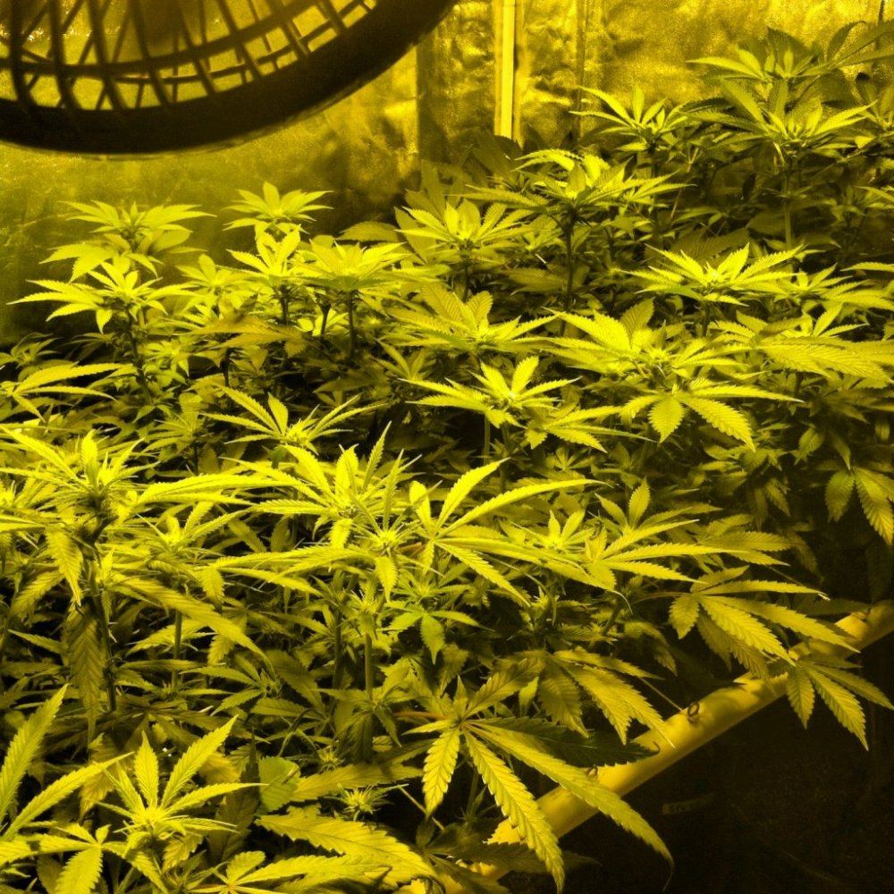 Cali 6
