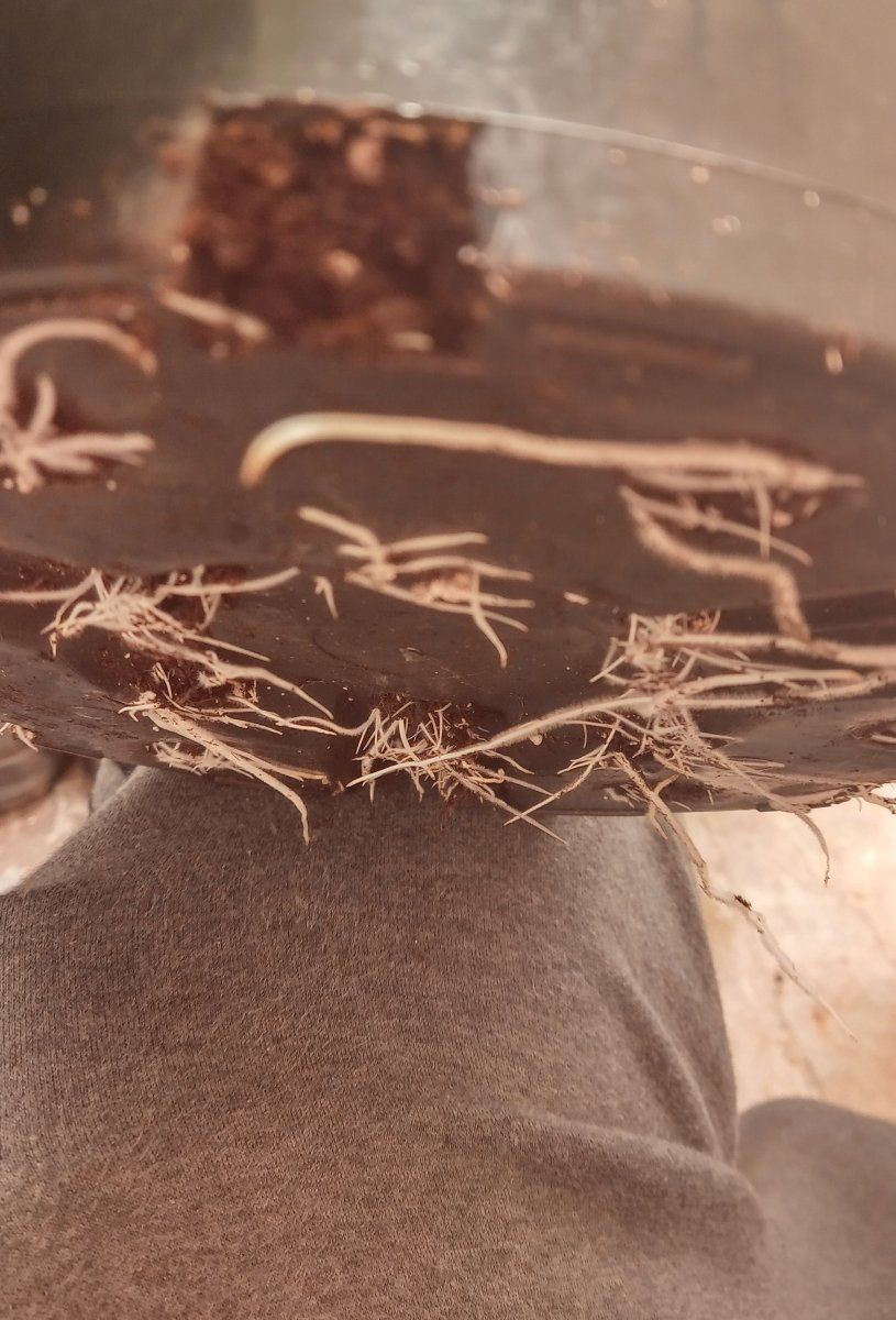 Cali blue roots