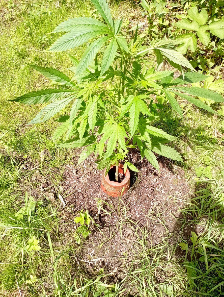 Cali blues outdoor b