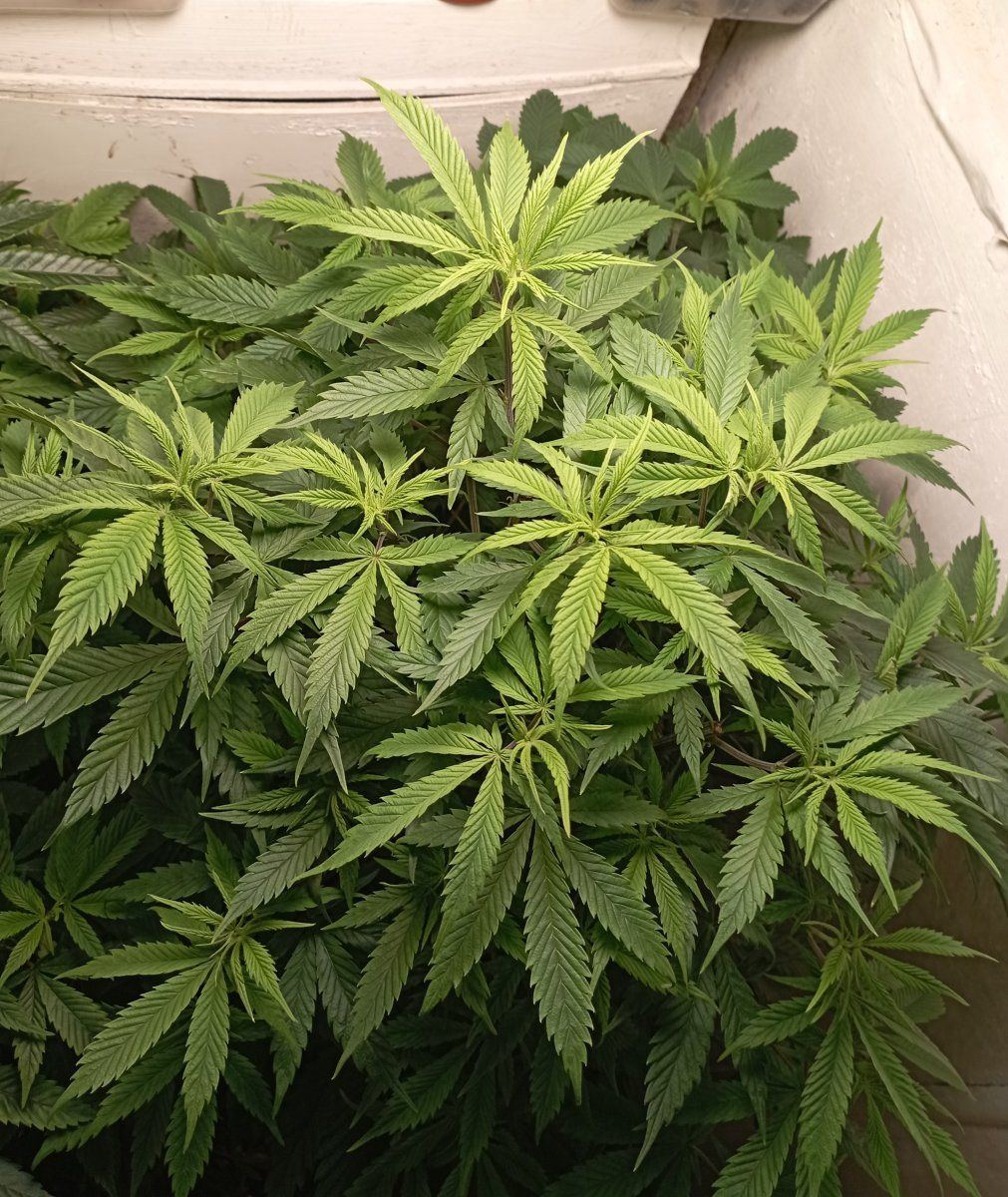 Cali blueveg