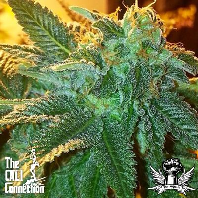 Cali Connection Alien OG