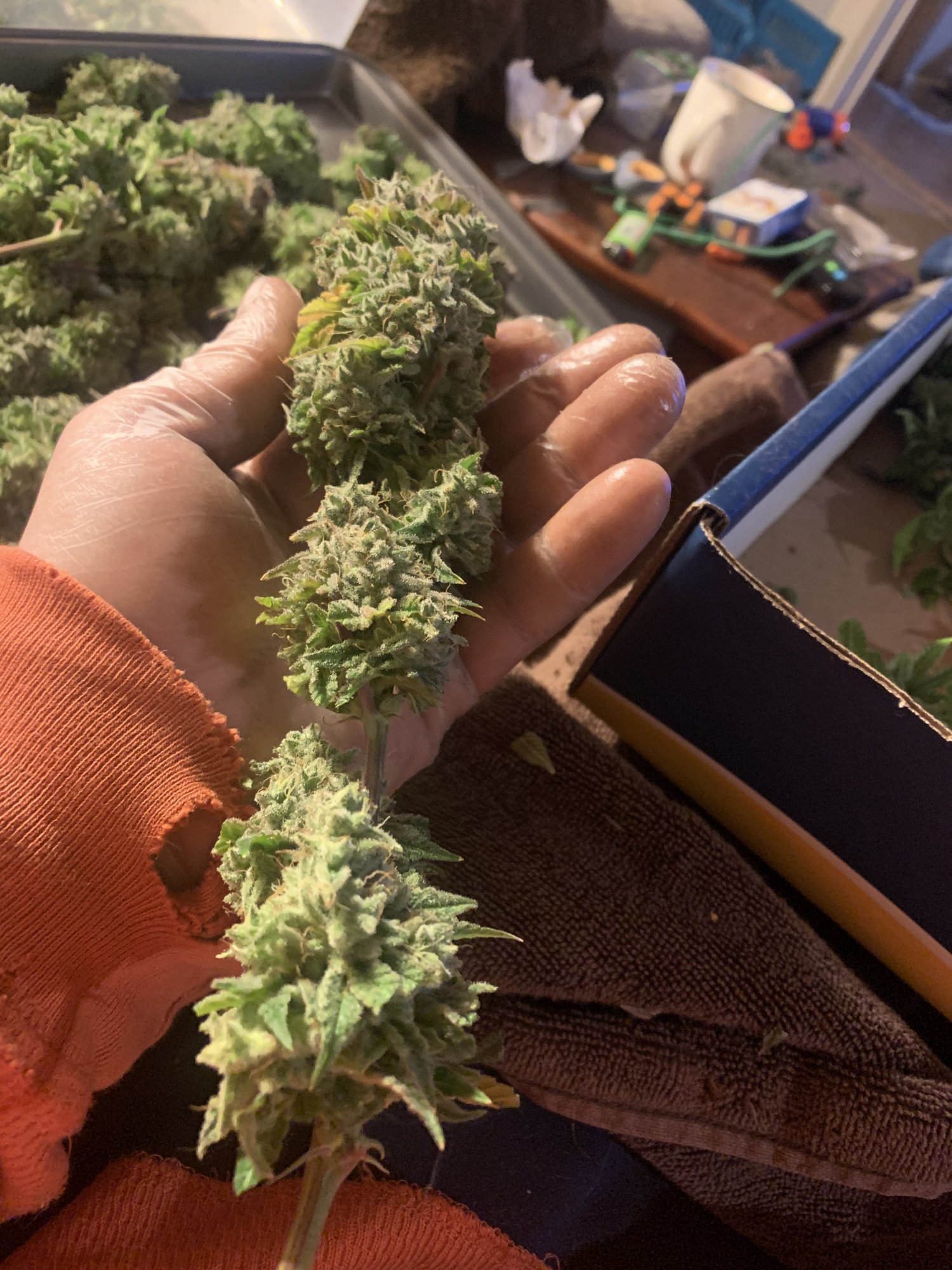Cali lemon haze