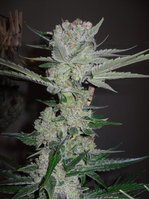 Cali orange 73 days