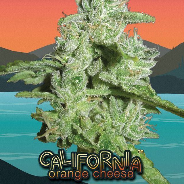 Cali orangec