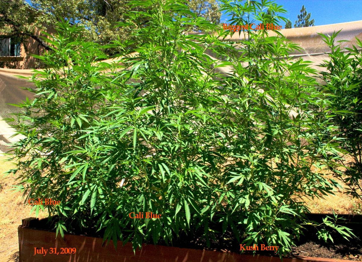 Cali blus n kushberry