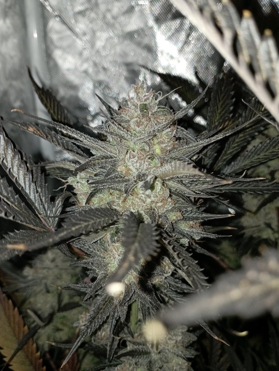 Caliblue9w