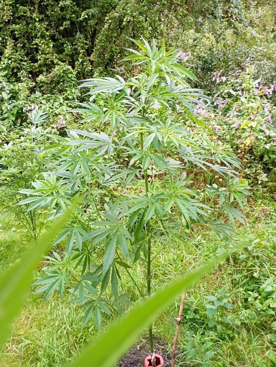Calibluea