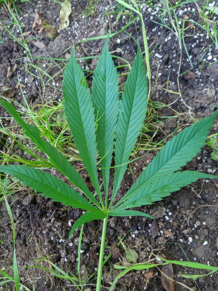 Calibluea leaf