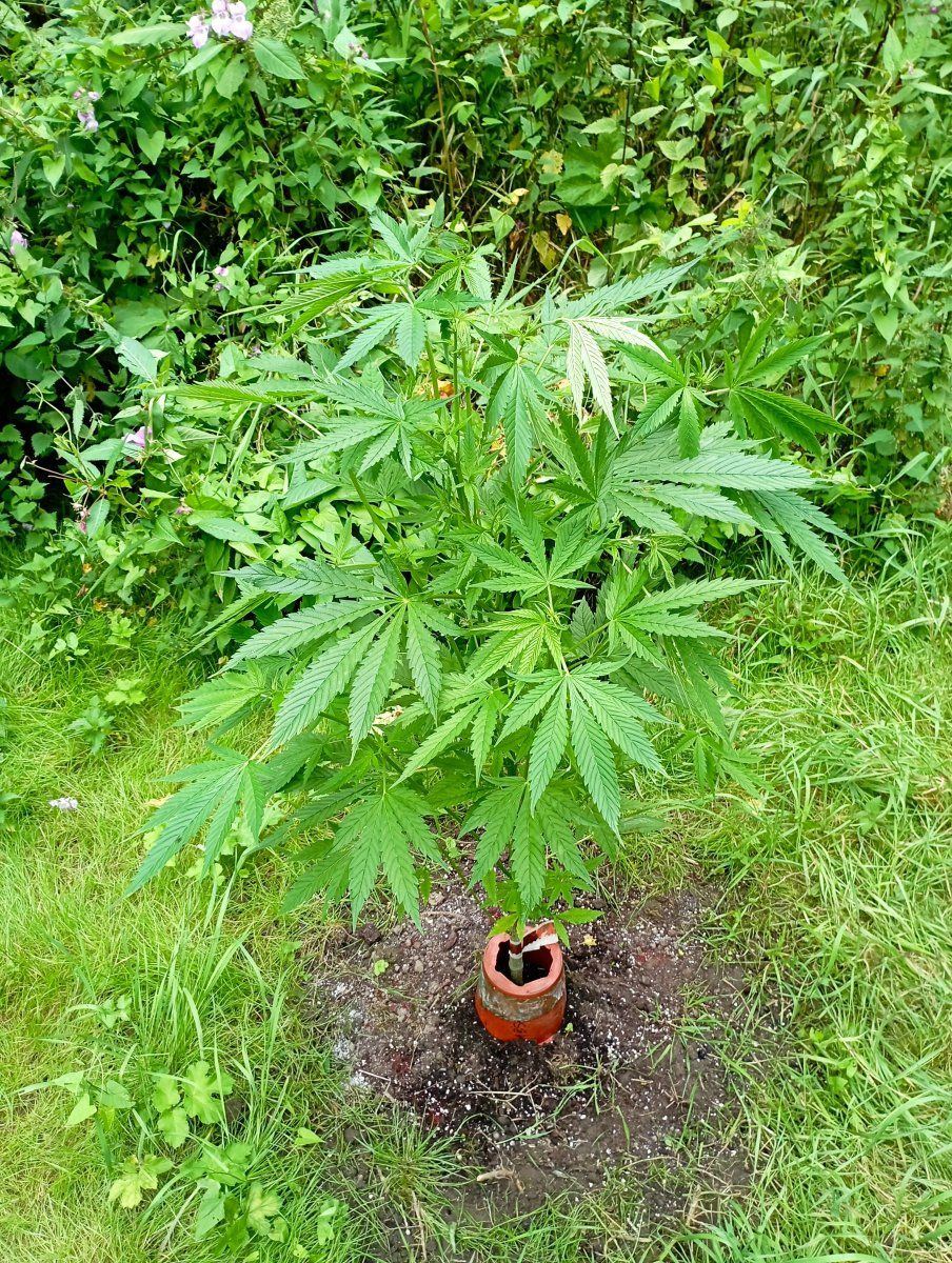 Calibluebseed
