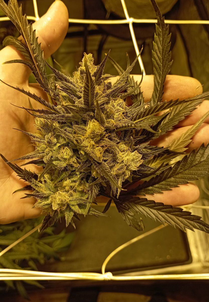 Calibluebudhp