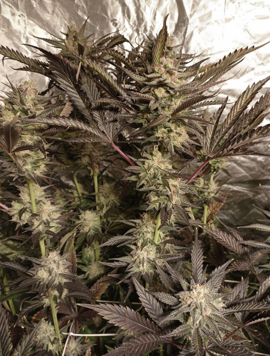 Caliblueco