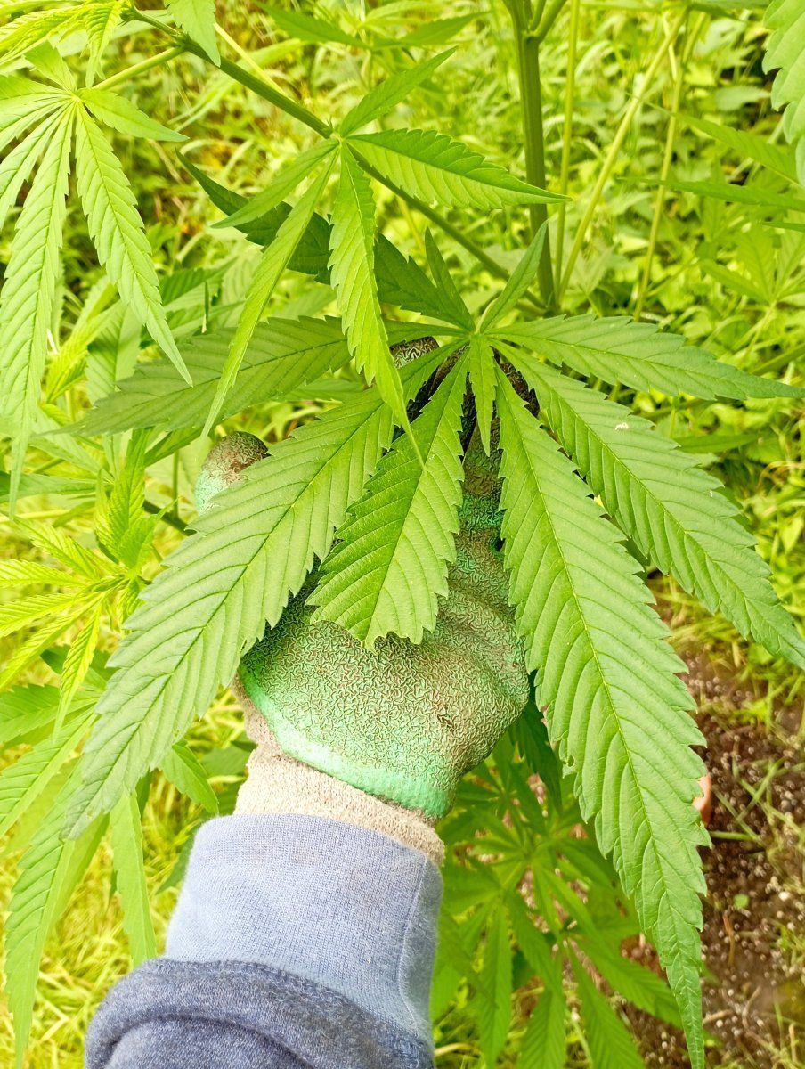 Caliblueleaf