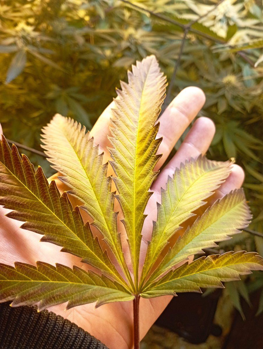 Caliblueleaf