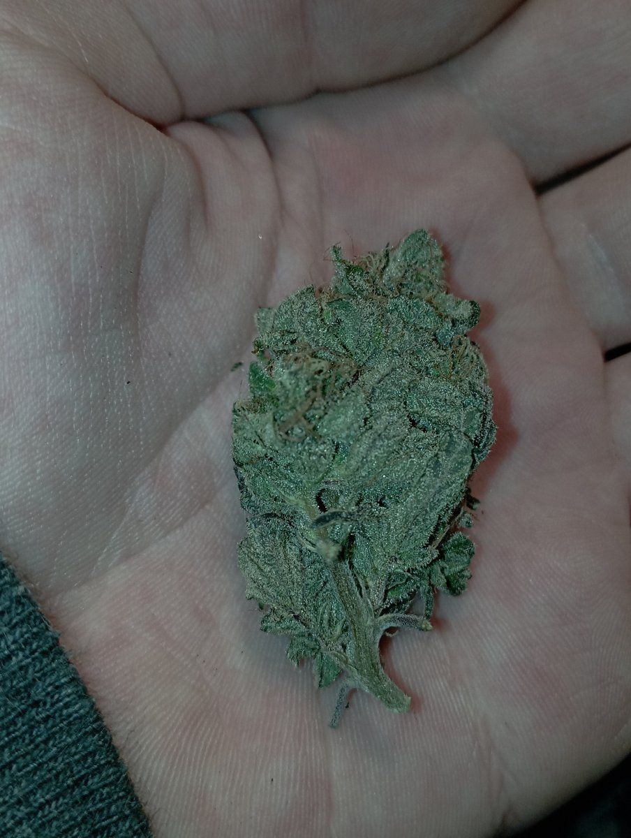Caliblues