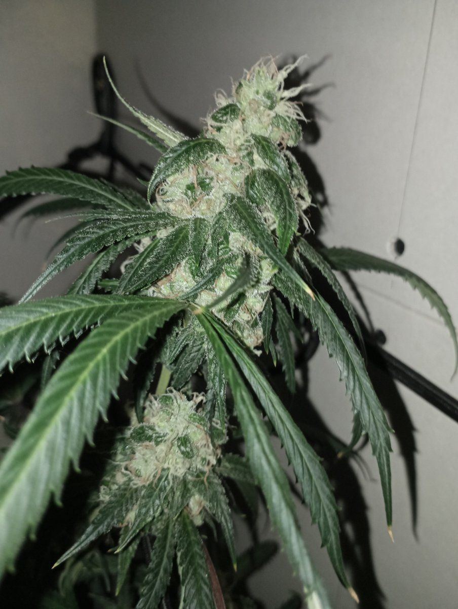 Caliblues1
