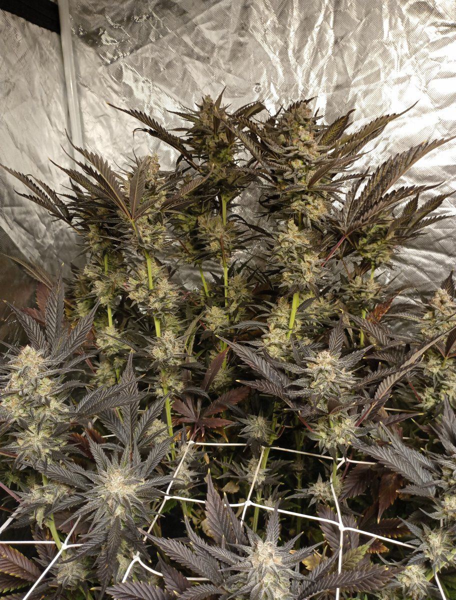 Caliblues85