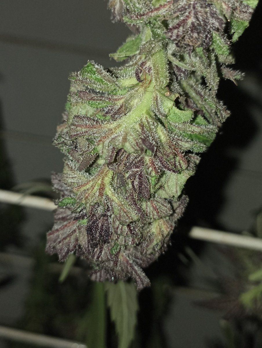 Calibluetrimmed