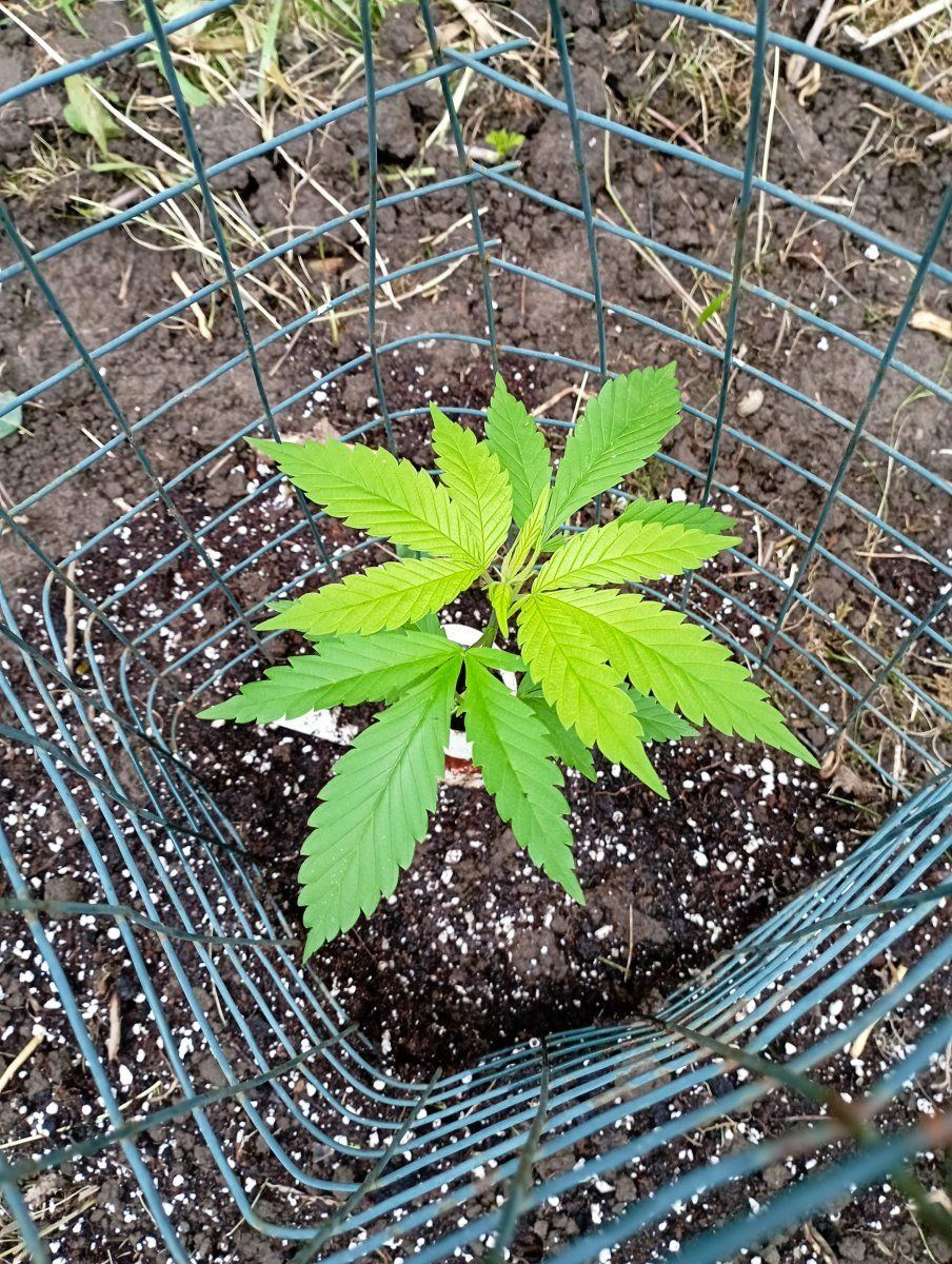 Caliboutdoor