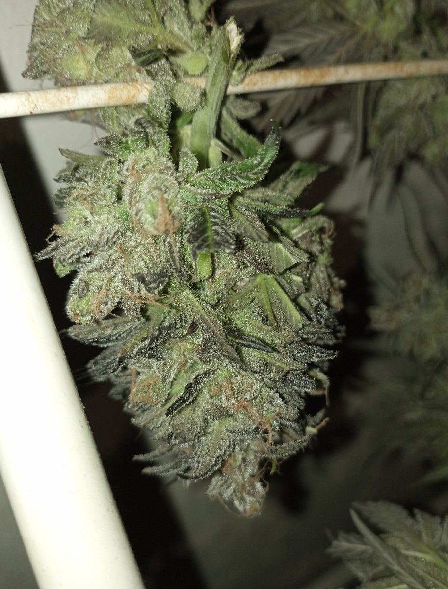 Calilblues bud1
