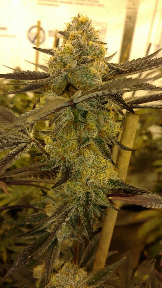 Calirooted    Zookies