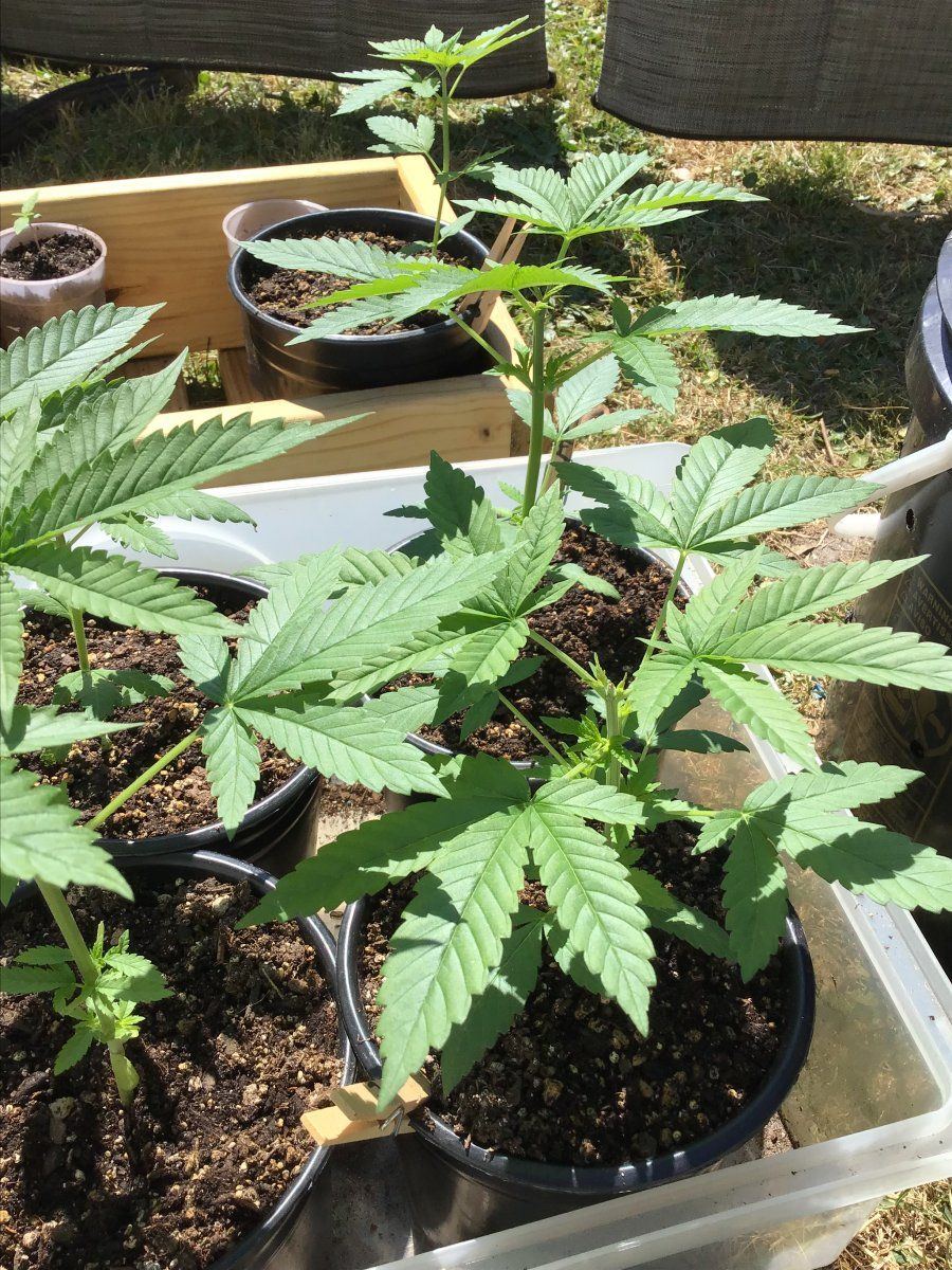 Call me stupid light cycle mistake on an outdoor guerrilla grow 2