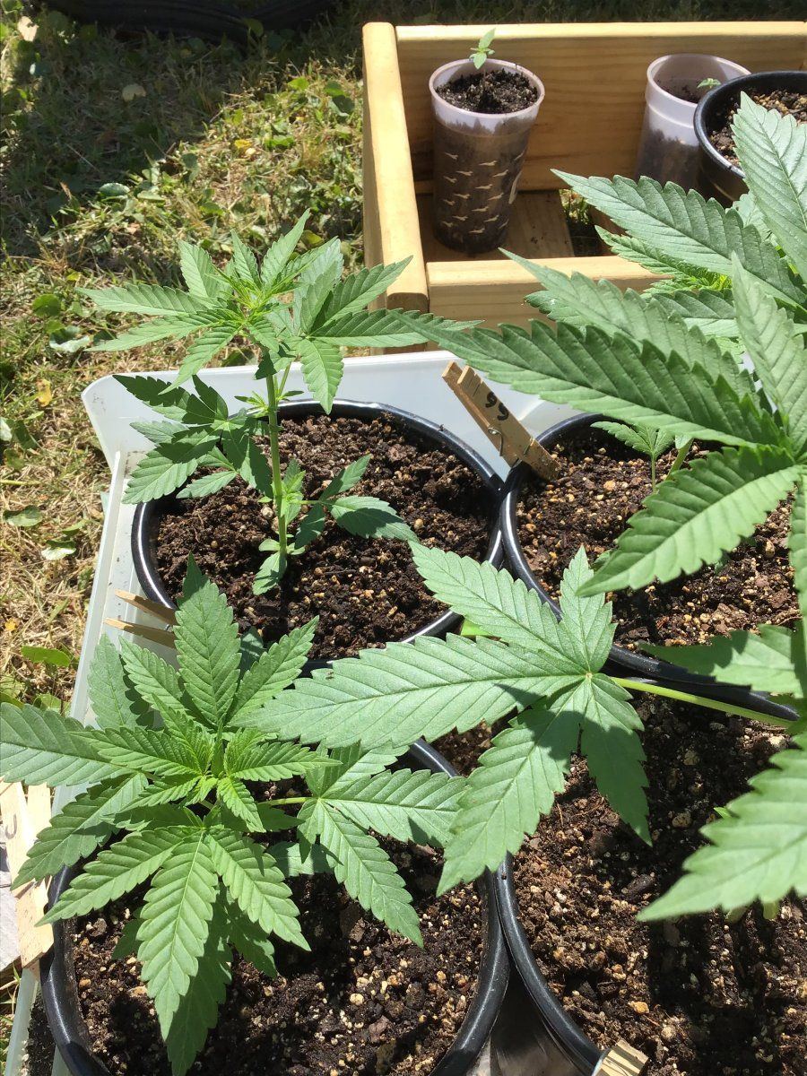 Call me stupid light cycle mistake on an outdoor guerrilla grow 3