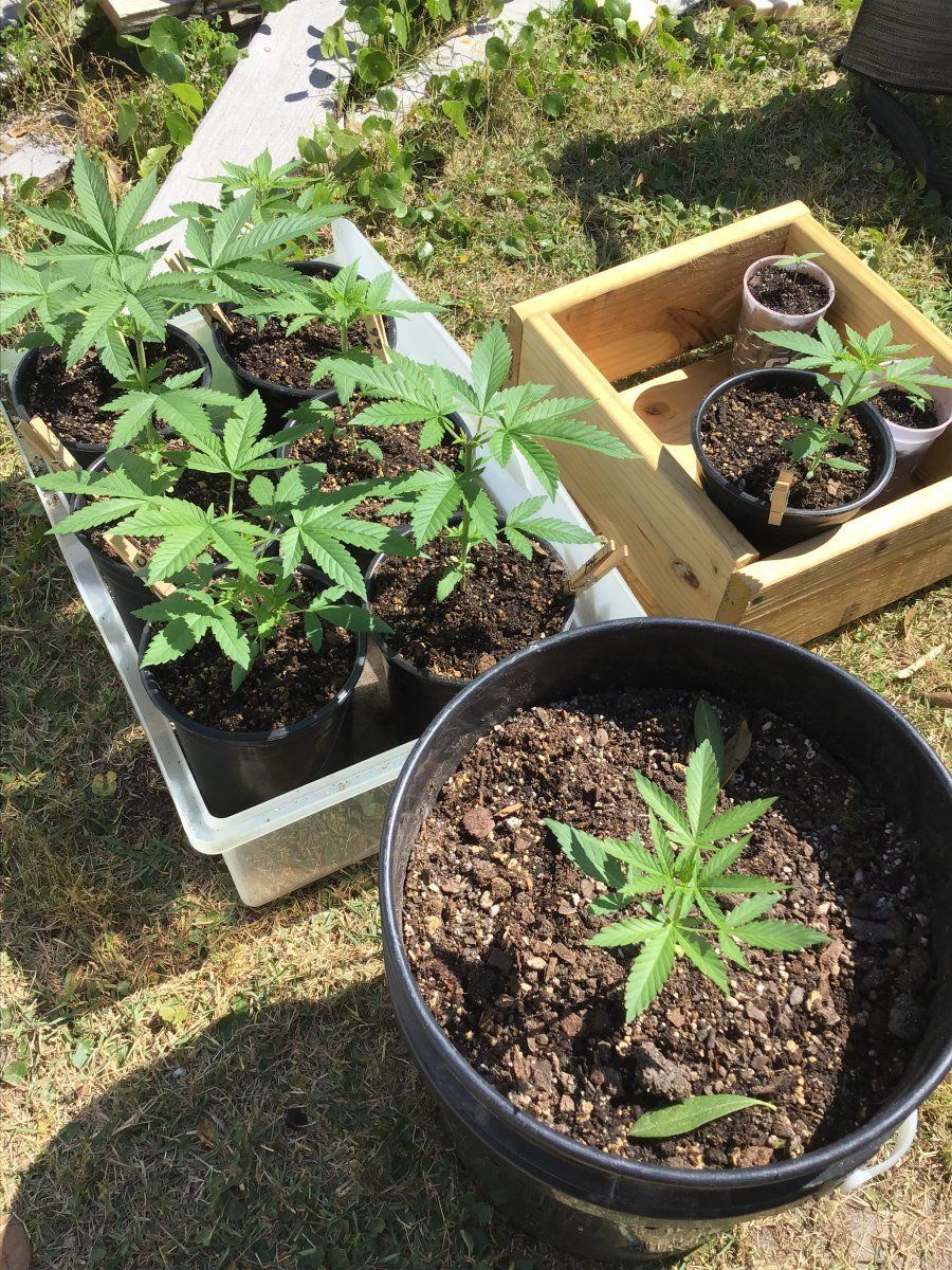 Call me stupid light cycle mistake on an outdoor guerrilla grow 5
