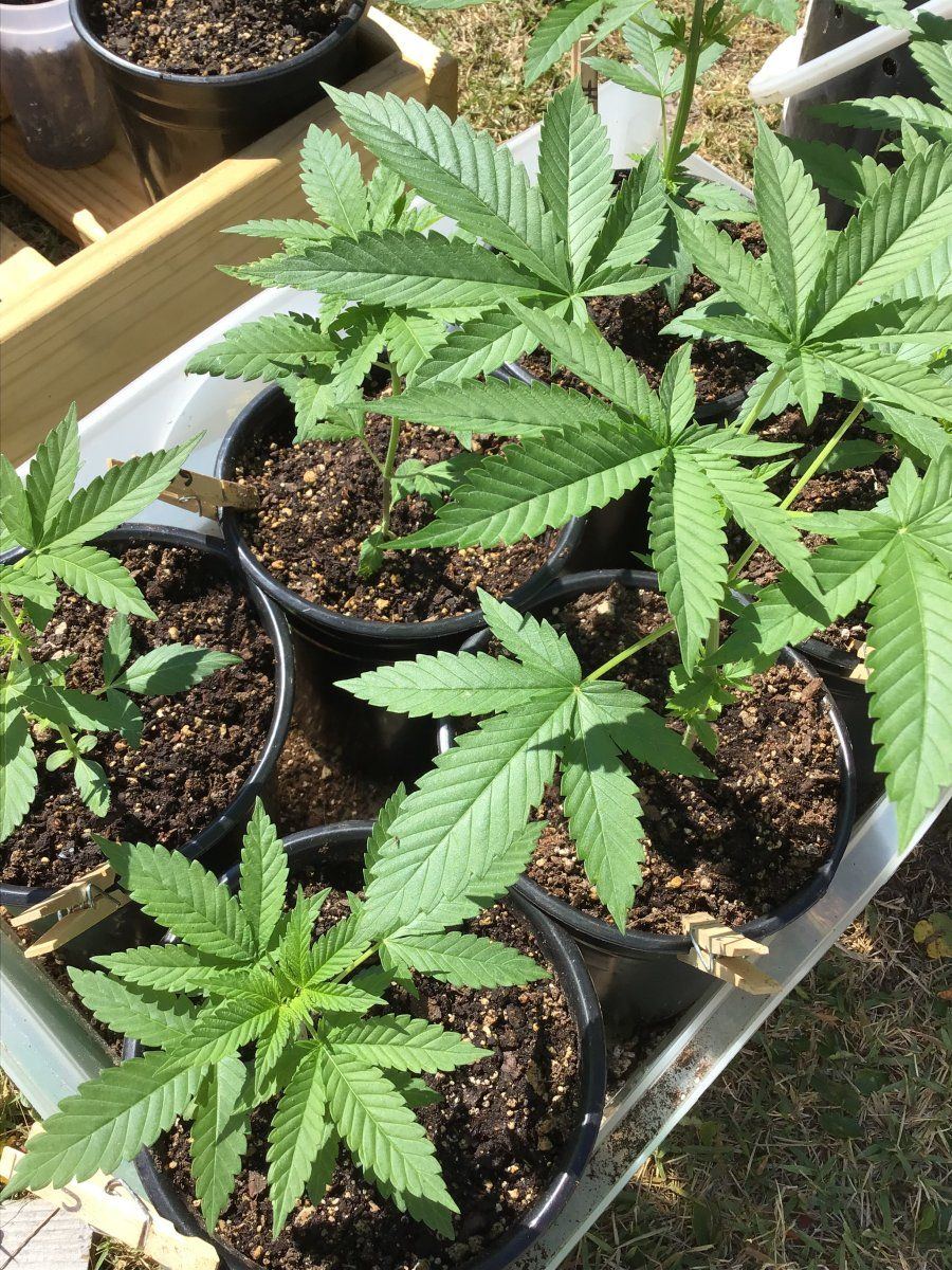 Call me stupid light cycle mistake on an outdoor guerrilla grow