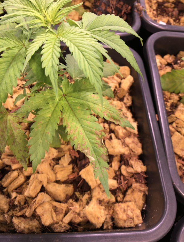 Calmag deficiency but what to do 2