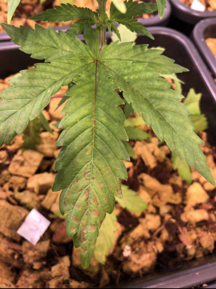 Calmag deficiency but what to do