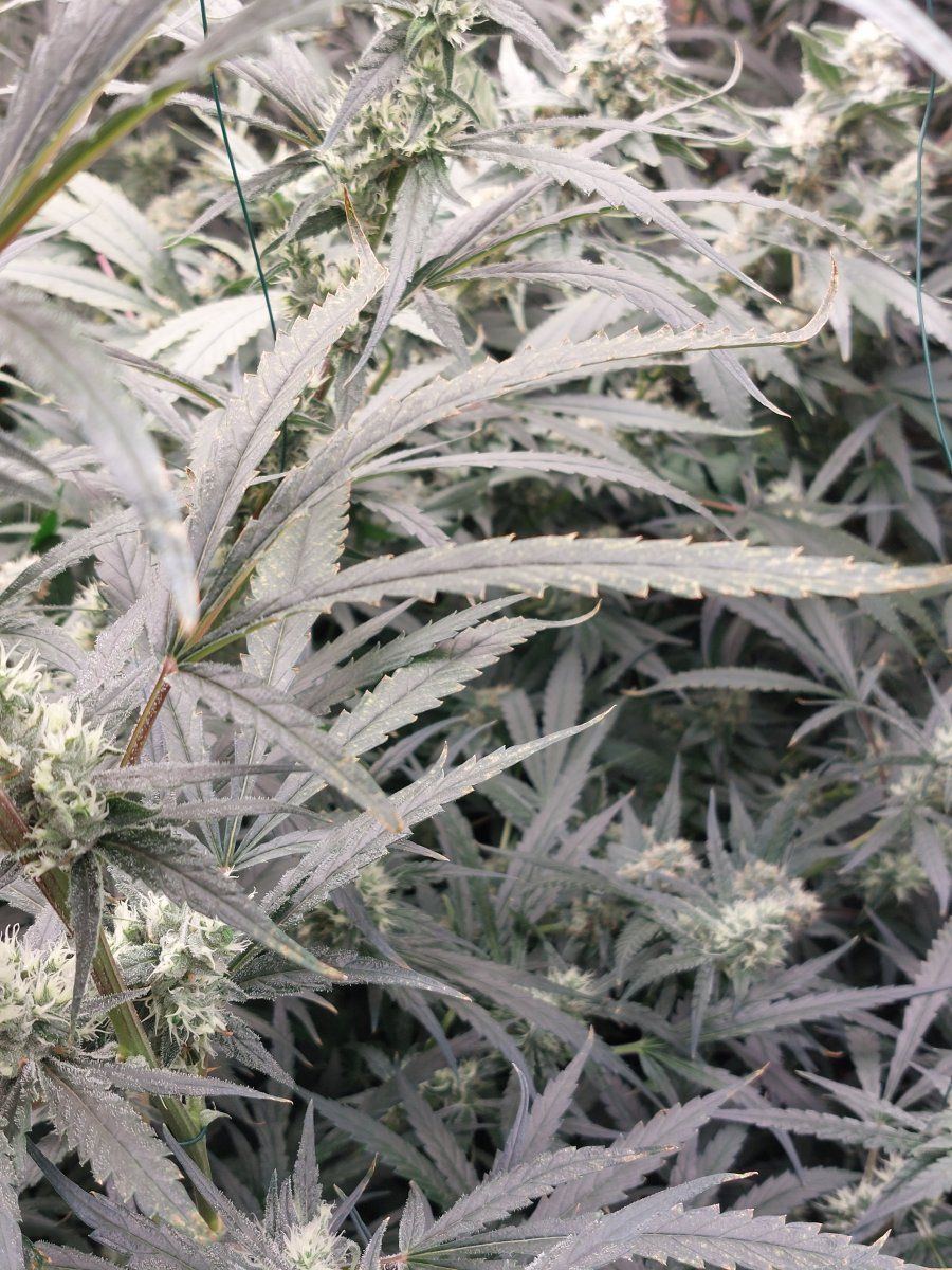 Calmag deficiency or nutrient burn 2