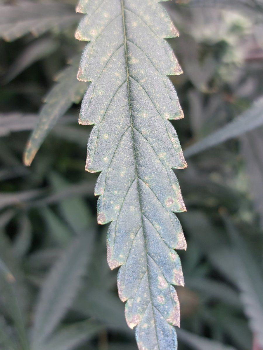 Calmag deficiency or nutrient burn 3