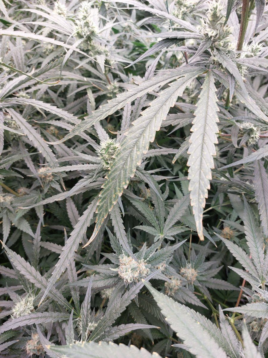 Calmag deficiency or nutrient burn