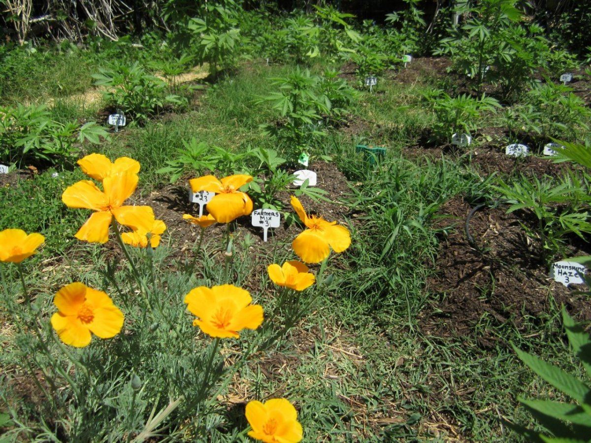 CalStateFlowers