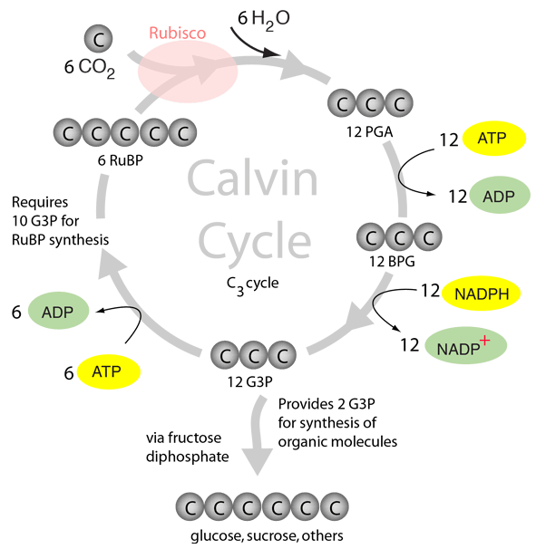 Calvinf