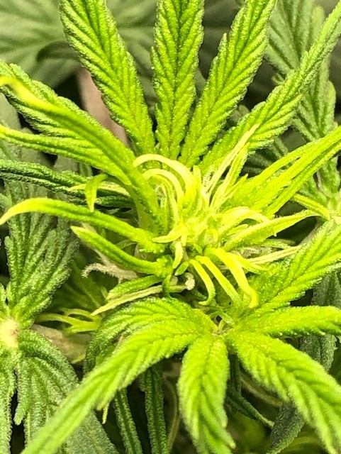 Calyx