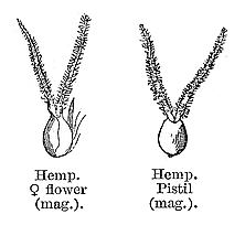 Calyx pistil
