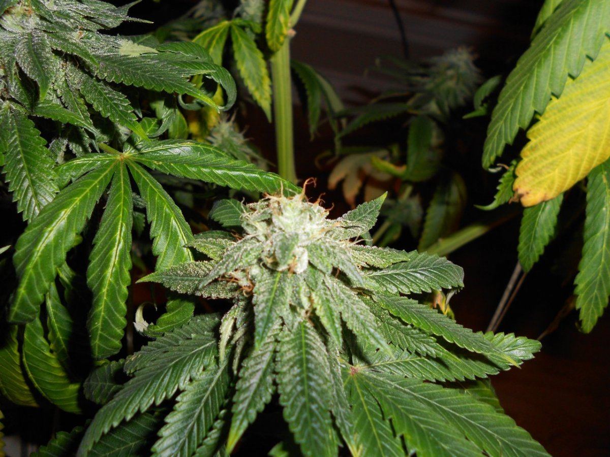 Calyxes