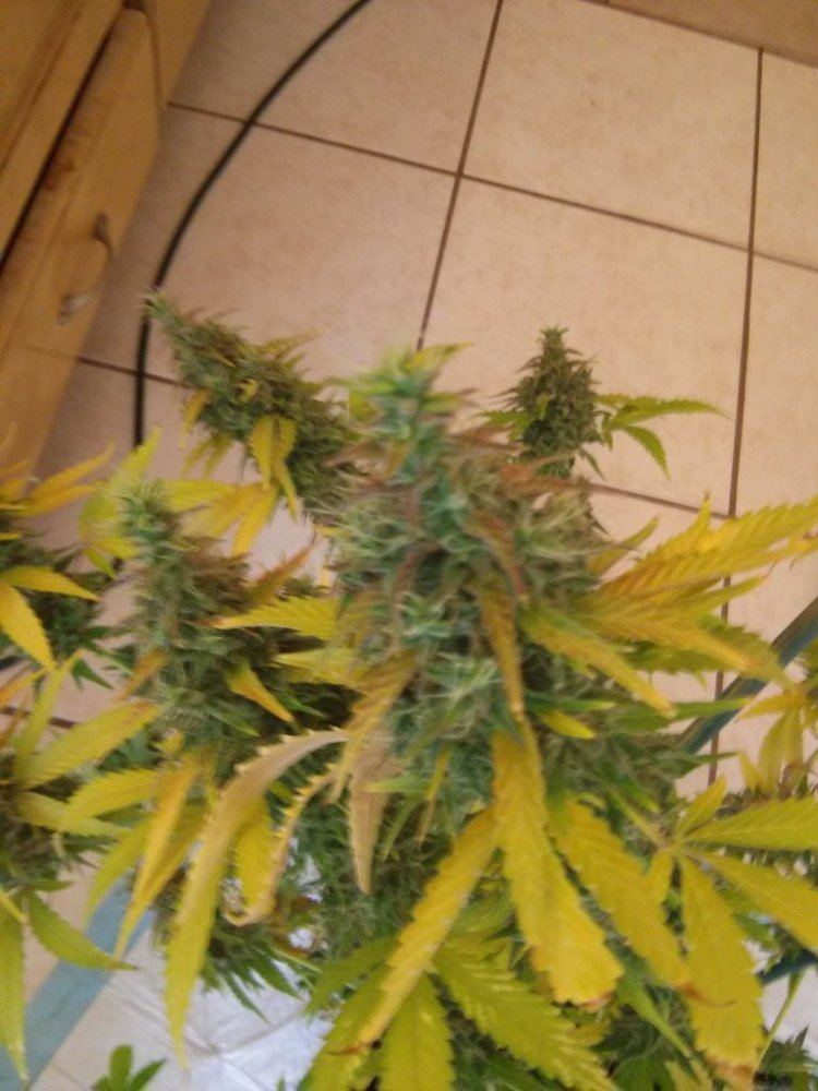CAM00808