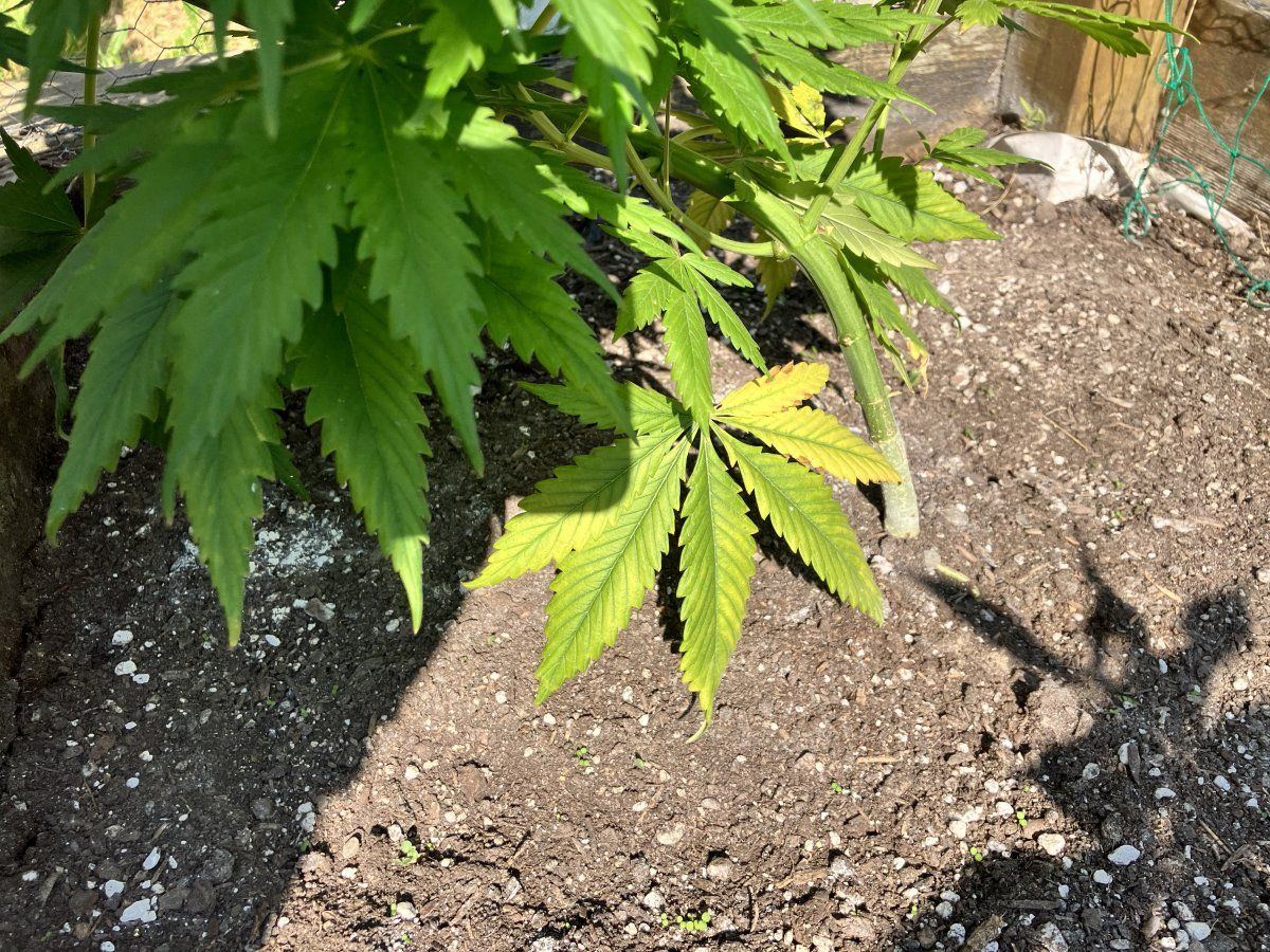 Came home to yellowing leaves i need help please 5