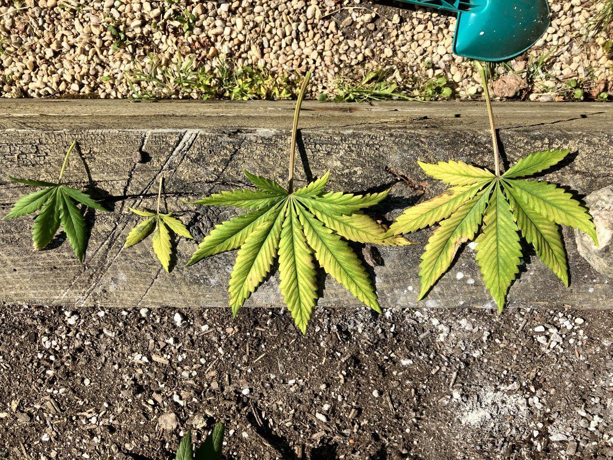 Came home to yellowing leaves i need help please 7