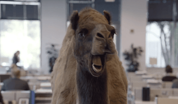 Camel Fart