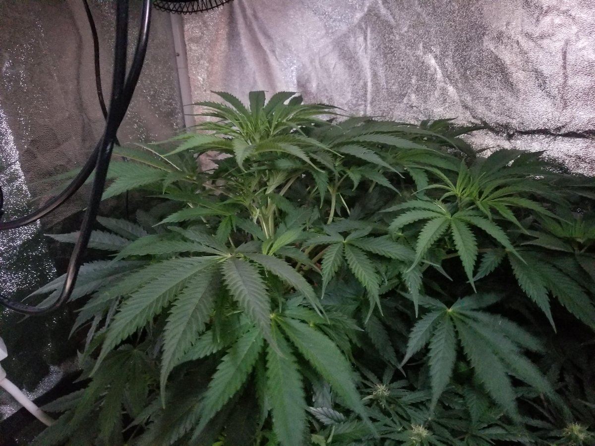 Can a photoperiod ak48 starting 8th week be cut to fit tent in veg