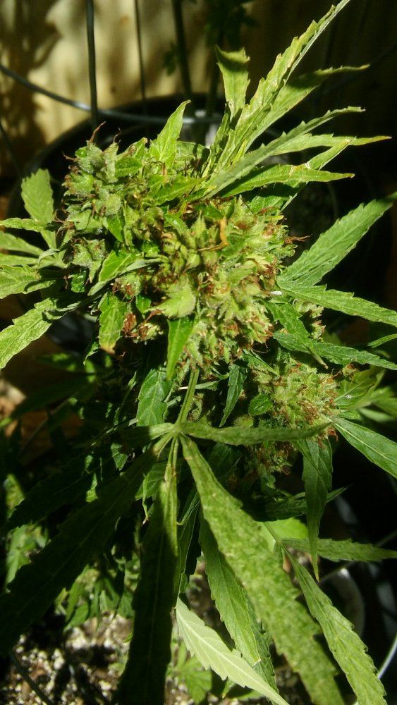 Can an auto flowering plant hermaphrodite photo included