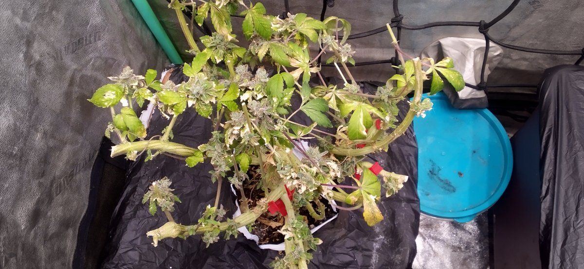 Can any autoflower expert help me out here 2